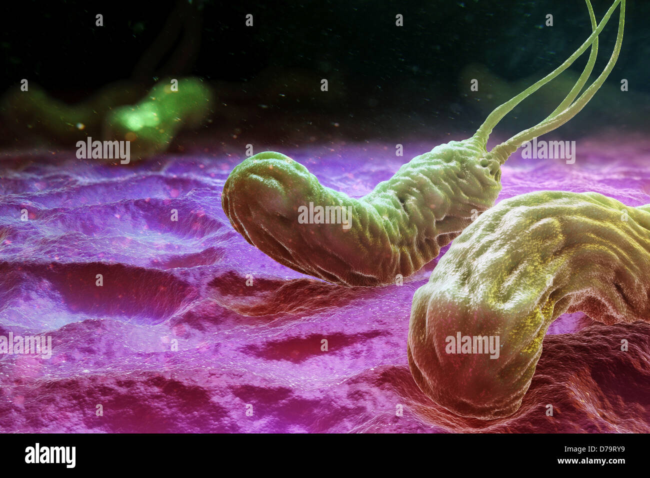 Helicobacter pylori Stock Photo Alamy