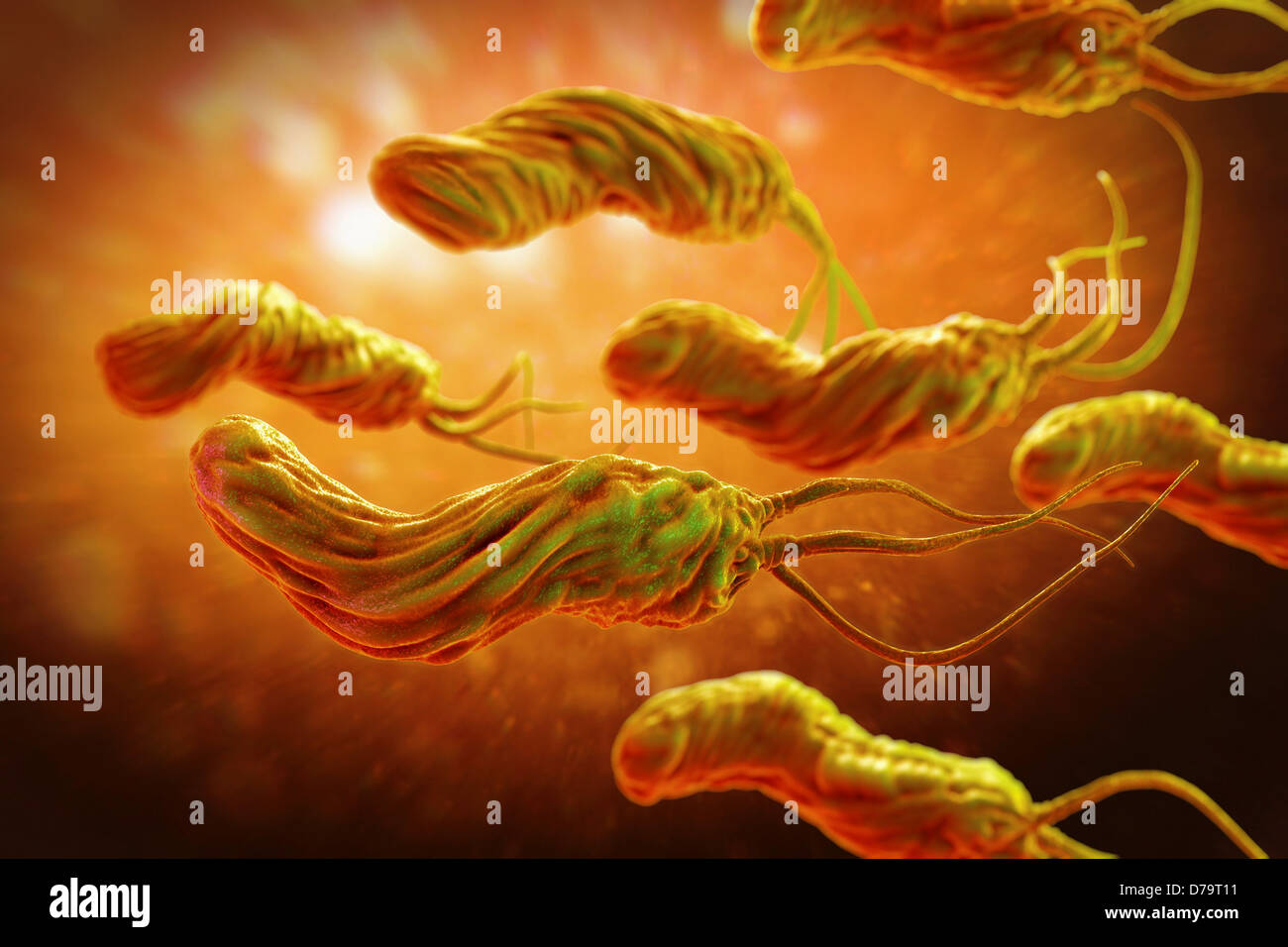 Причины появления бактерий в желудке. Helicobacter pylori под микроскопом.