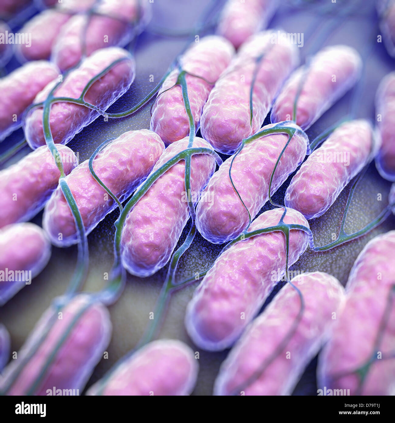 Salmonella bacteria hires stock photography and images Alamy