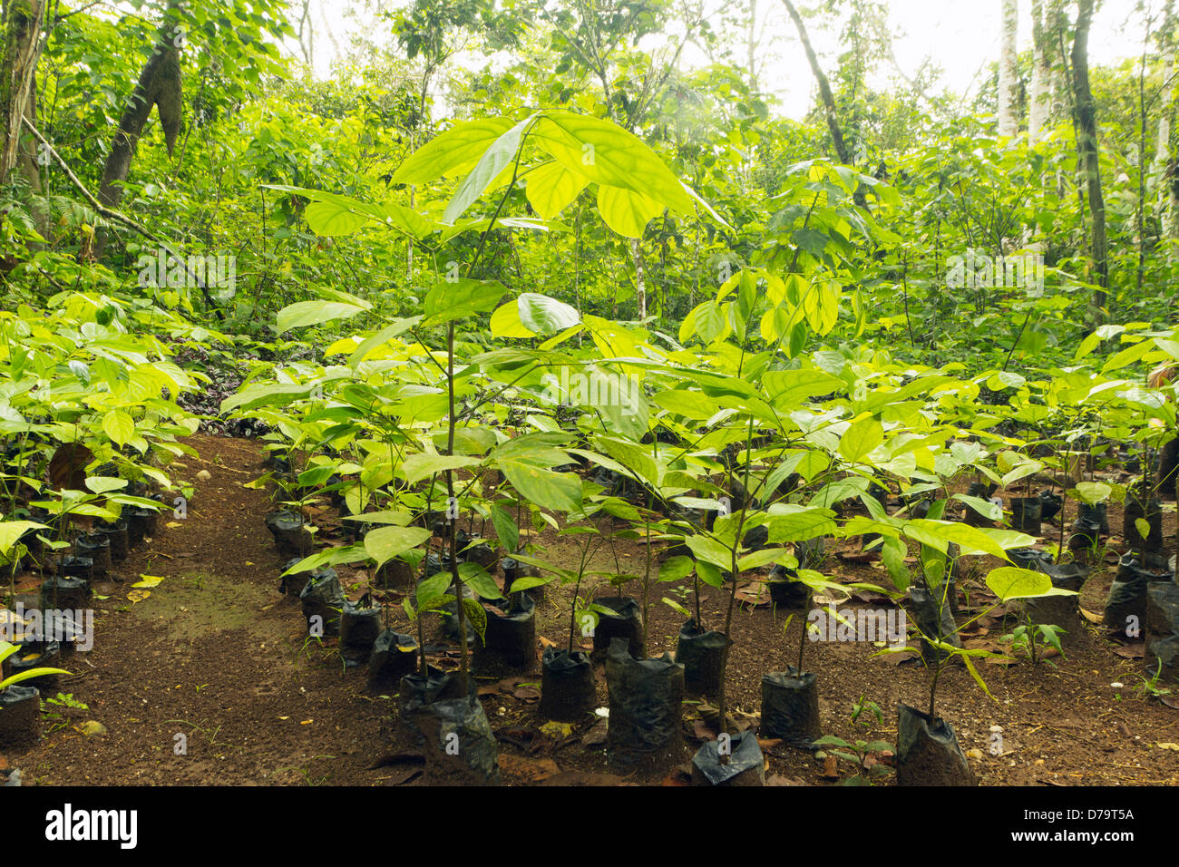 Mahogany seedlings (Swietenia macrophylla) in a tree nursery in the Ecuadorian Amazon Stock Photo