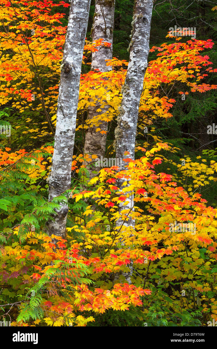 Red Alder Tree High Resolution Stock Photography and Images Alamy