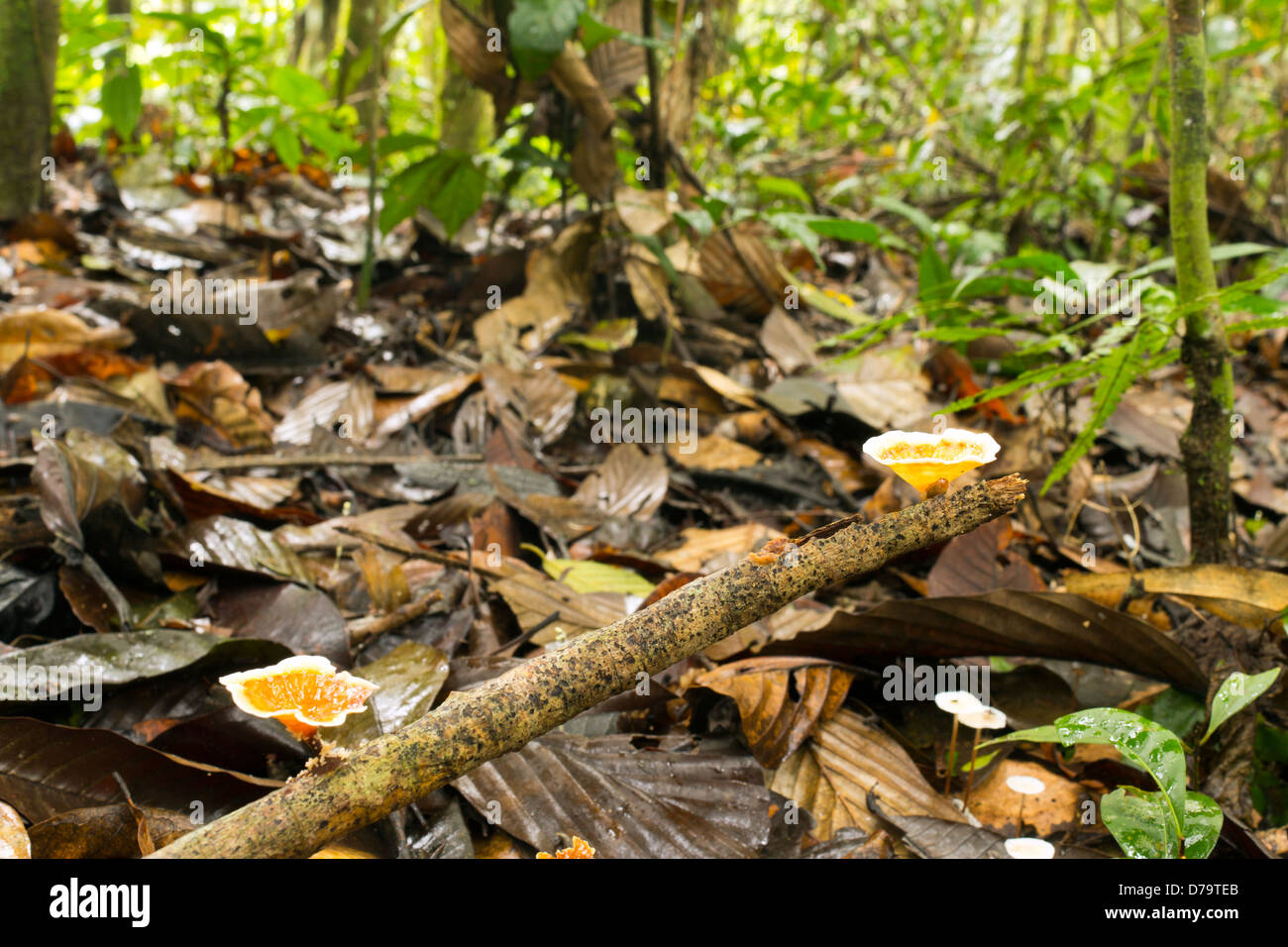 Fungus Aquascypha hydrophora growing on the rainforest floor, Ecuador. Stock Photo