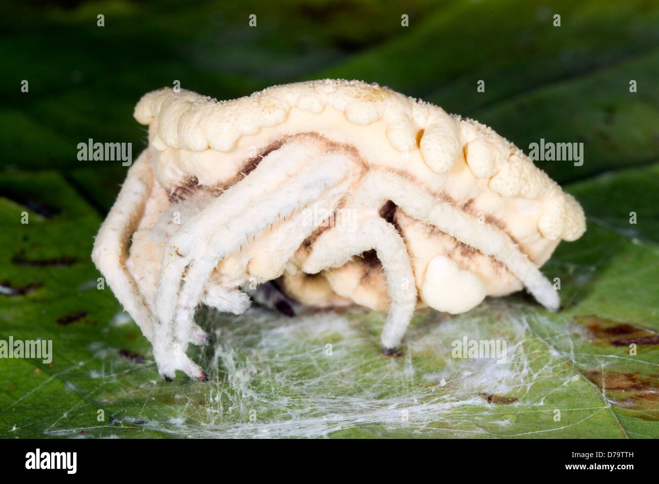 Cordyceps fungus (Torrubiella sp.) infecting a spider in the rainforest understory, Ecuador Stock Photo