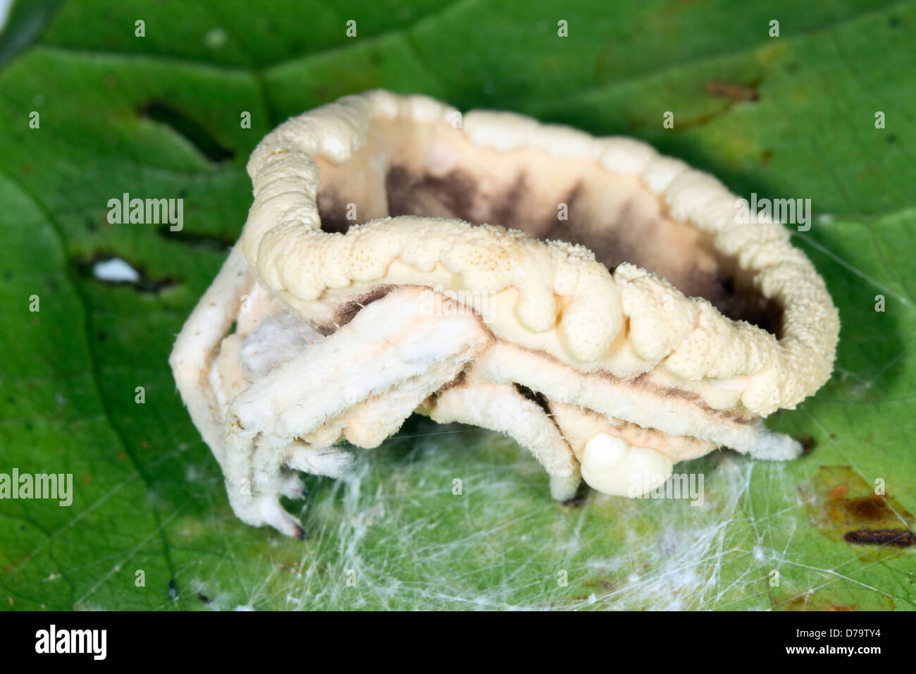 Cordyceps fungus (Torrubiella sp.) infecting a spider in the rainforest understory, Ecuador Stock Photo