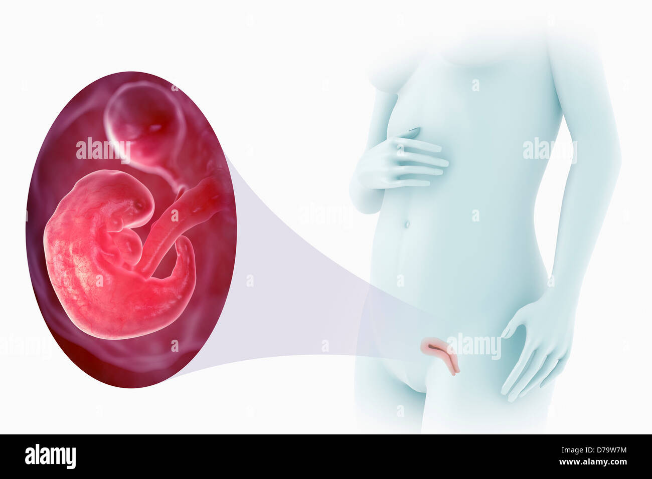 6 week fetus hi-res stock photography and images - Alamy