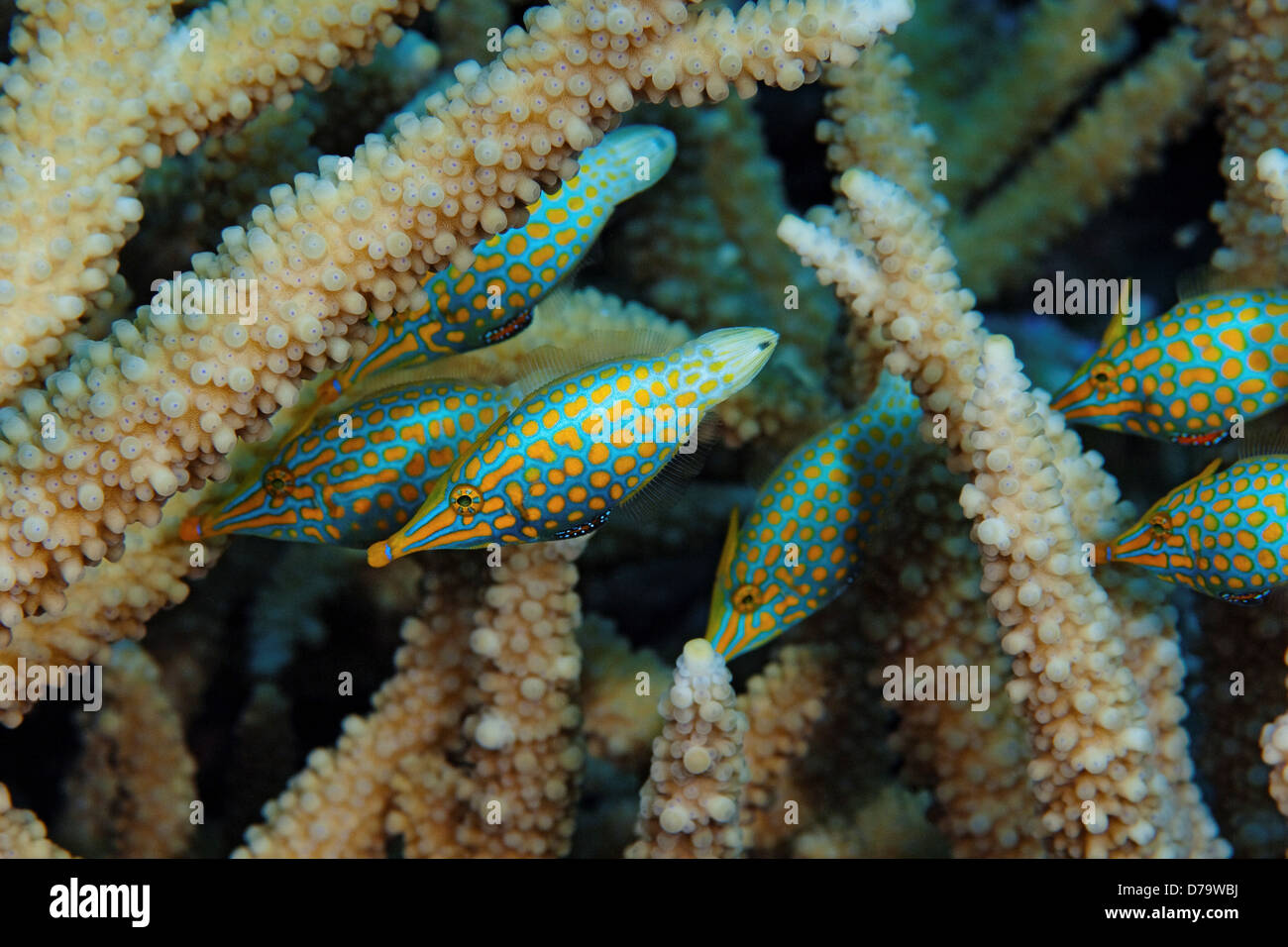 Orange Spotted Filefish Hiding in Acropora Coral Stock Photo