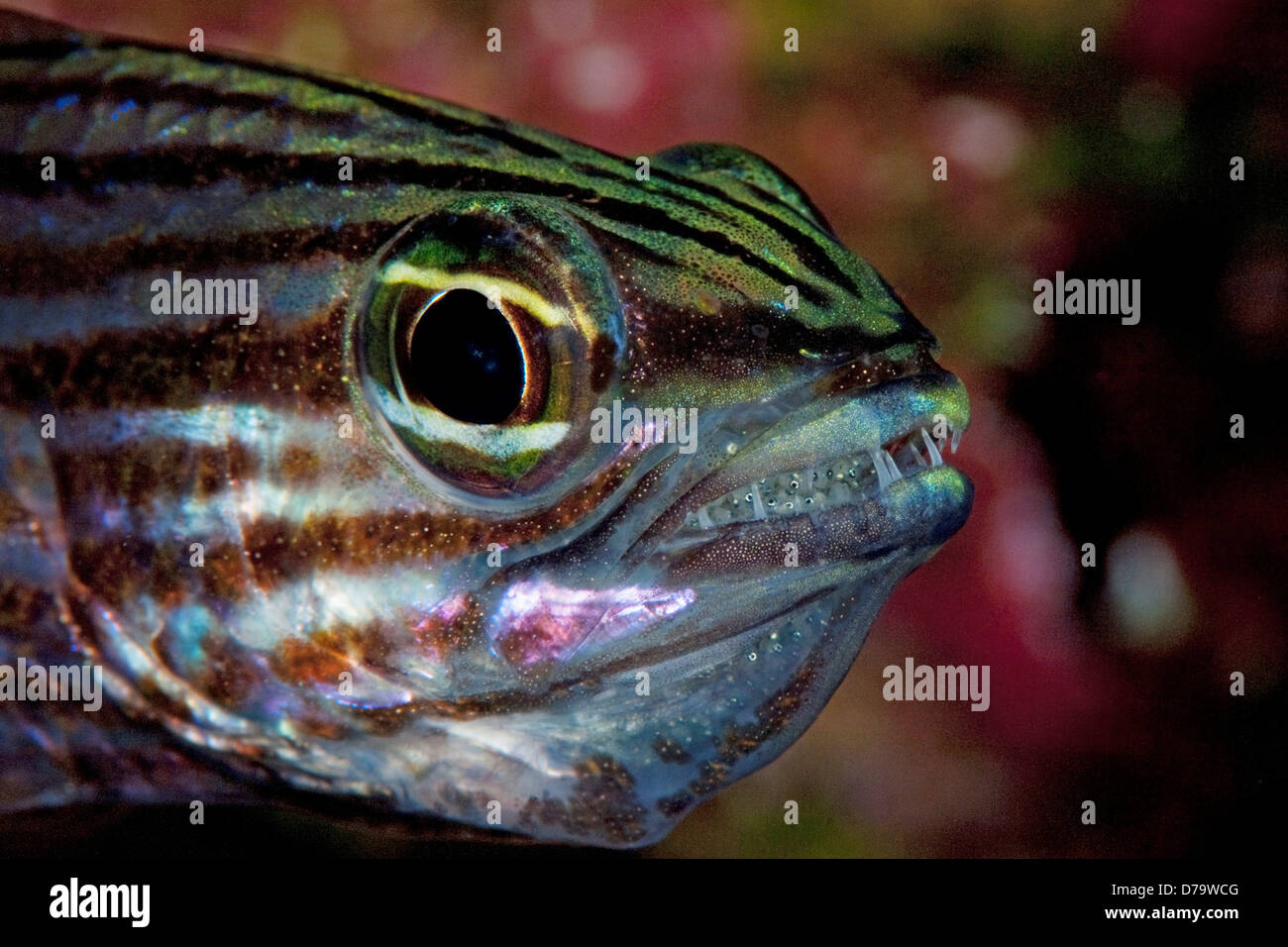 Tiger Cardinalfish Eggs Brooding in Mouth Stock Photo - Alamy