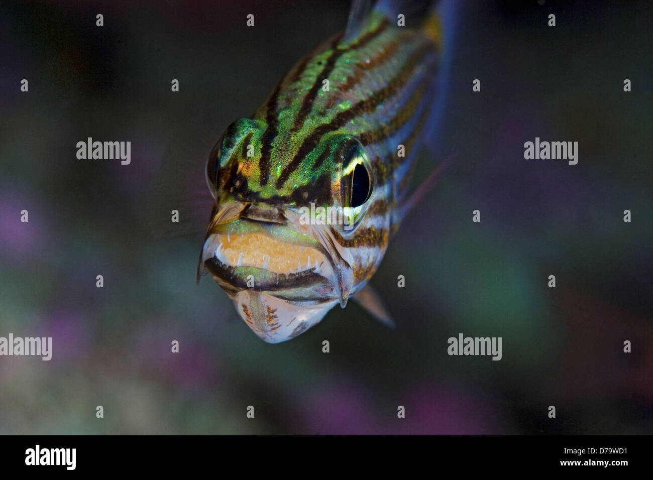 Tiger Cardinalfish Eggs Brooding in Mouth Stock Photo - Alamy