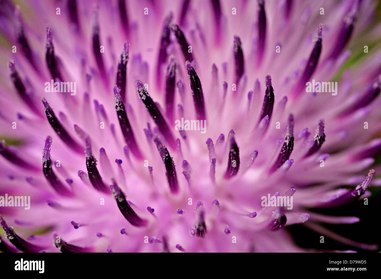 Thistle bloom, close-up, located near the Mokelumne River in the Gold Country, Amador County, California. Stock Photo