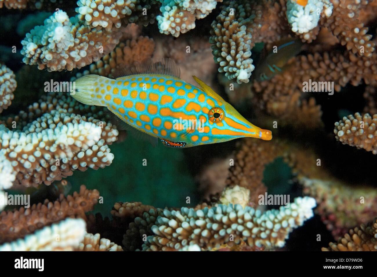 Orange Spotted Filefish Stock Photo