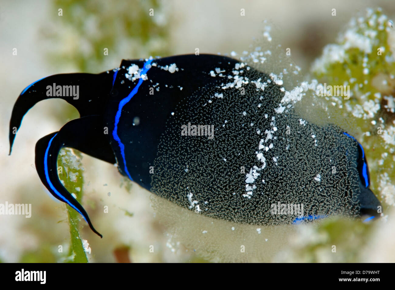 Sea Slug Laying Eggs Stock Photo