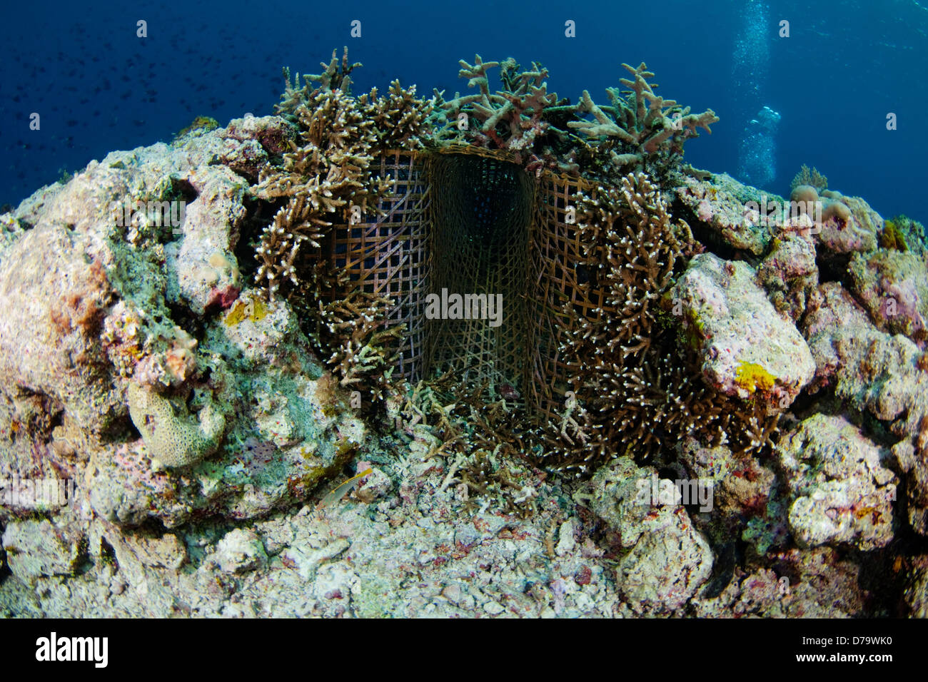 Entrance to Traditional Fish Trap Stock Photo - Alamy