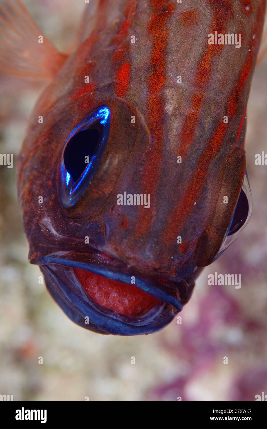 SplitBanded Cardinalfish Eggs in Mouth Stock Photo Alamy