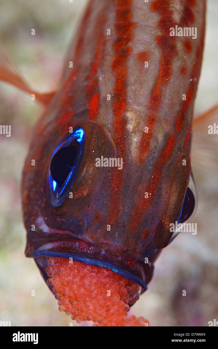 SplitBanded Cardinalfish Eggs in Mouth Stock Photo Alamy