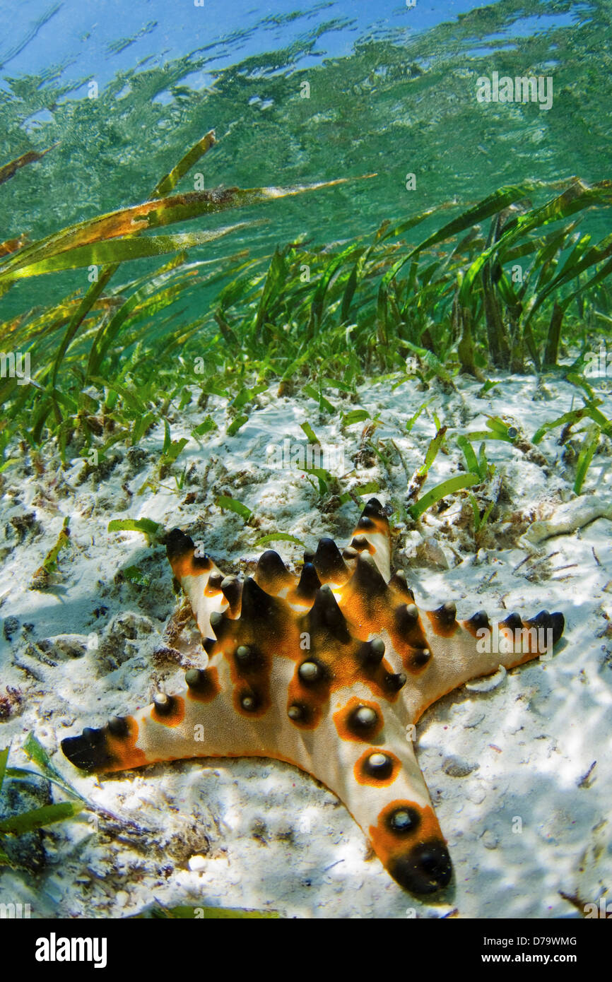 Starfish in Shallow Seagrass Bed Stock Photo - Alamy