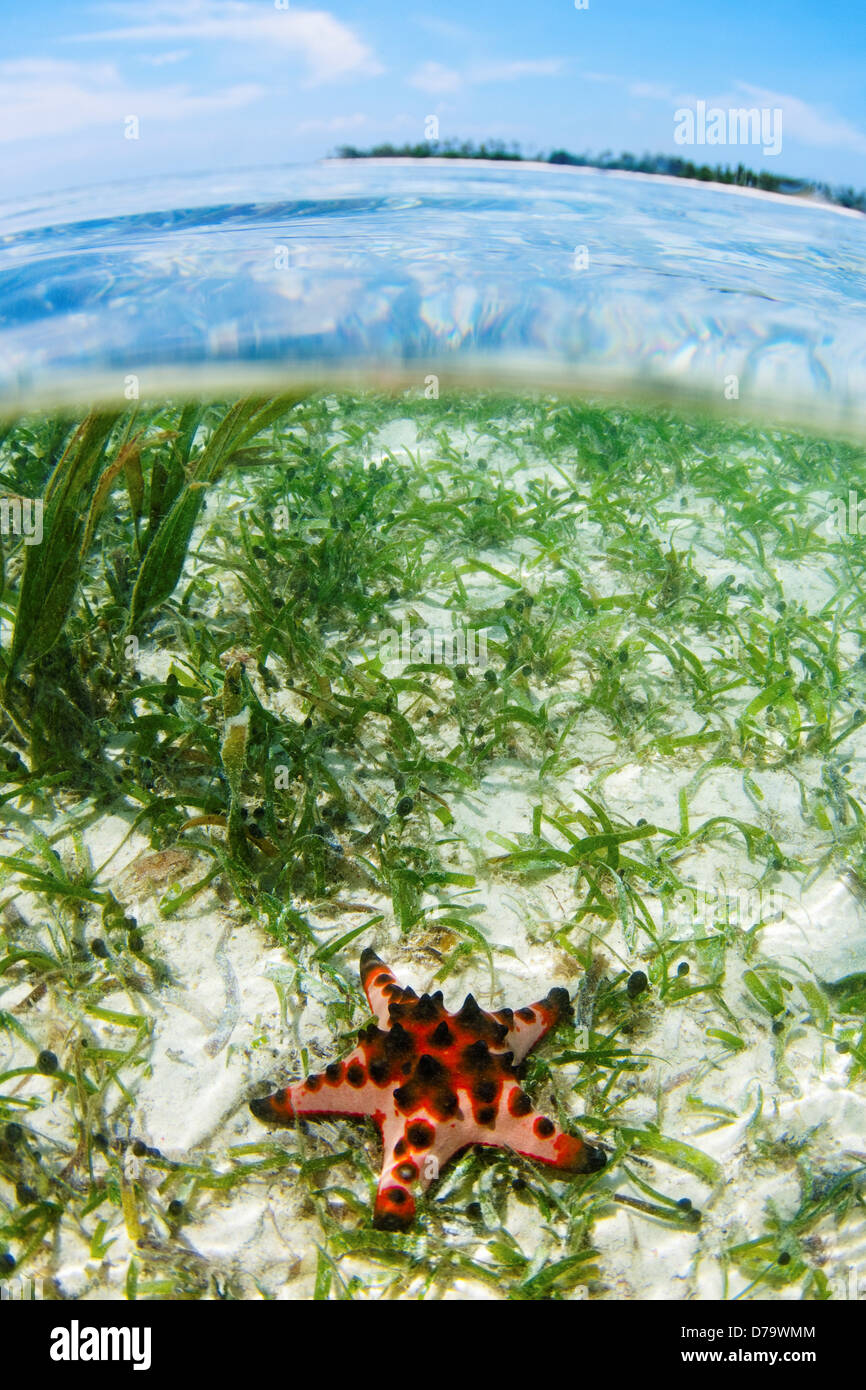 Starfish in Shallow Seagrass Bed Stock Photo - Alamy