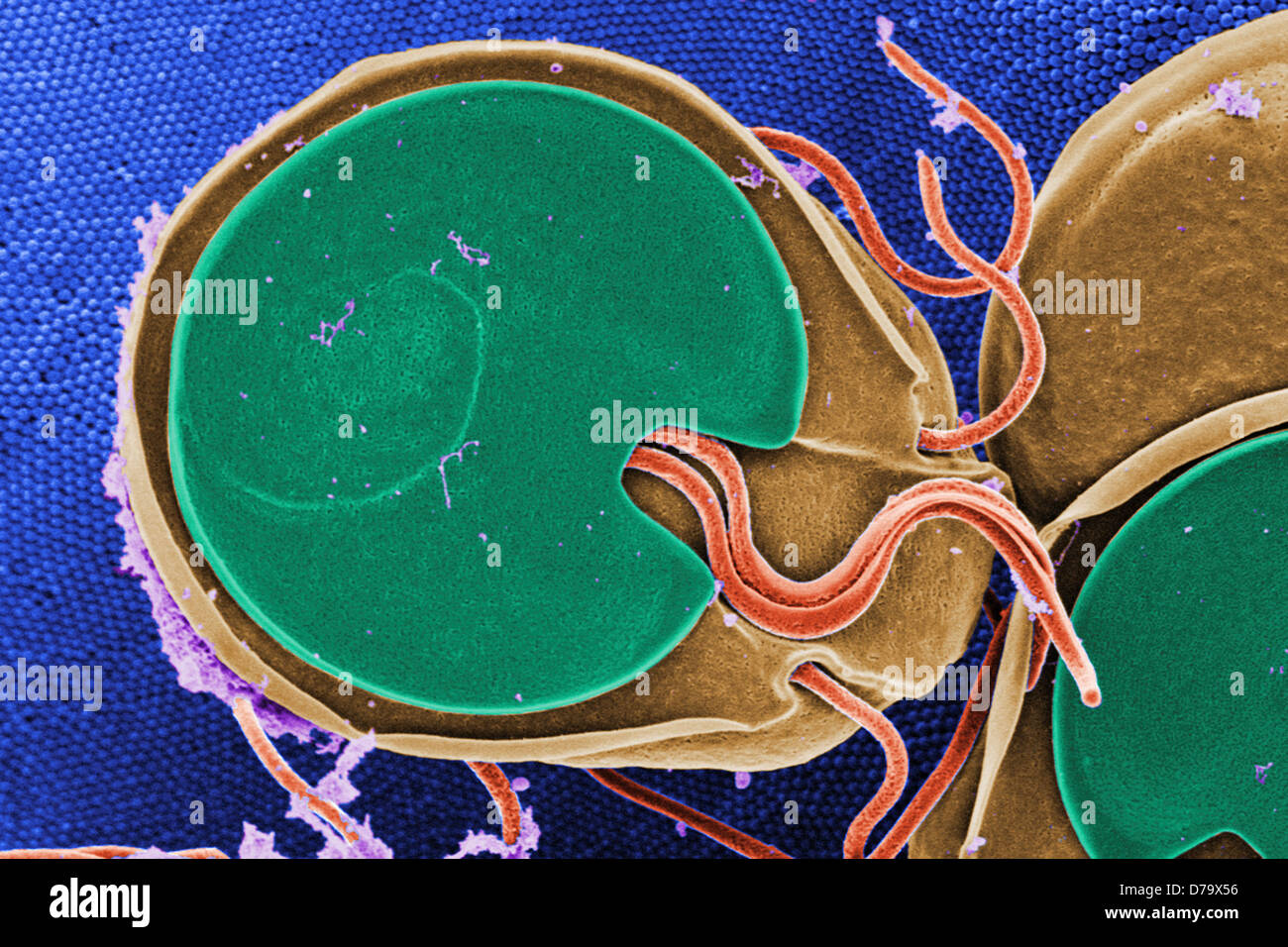 Scanning Electron Micrograph Giardia Trophozoite Stock Photo Alamy
