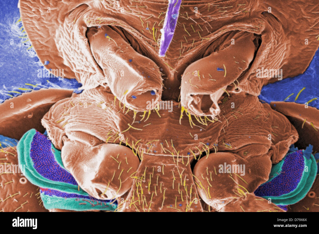 Scanning Electron Micrograph Bed Bug's Mouthparts Stock Photo Alamy