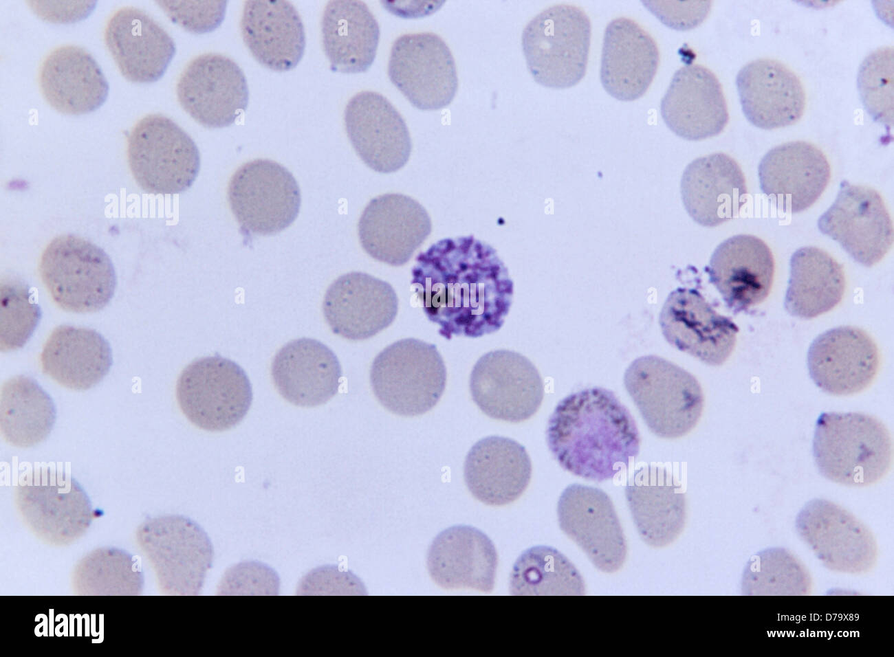 Photomicrograph Simian Blood Sample Stock Photo