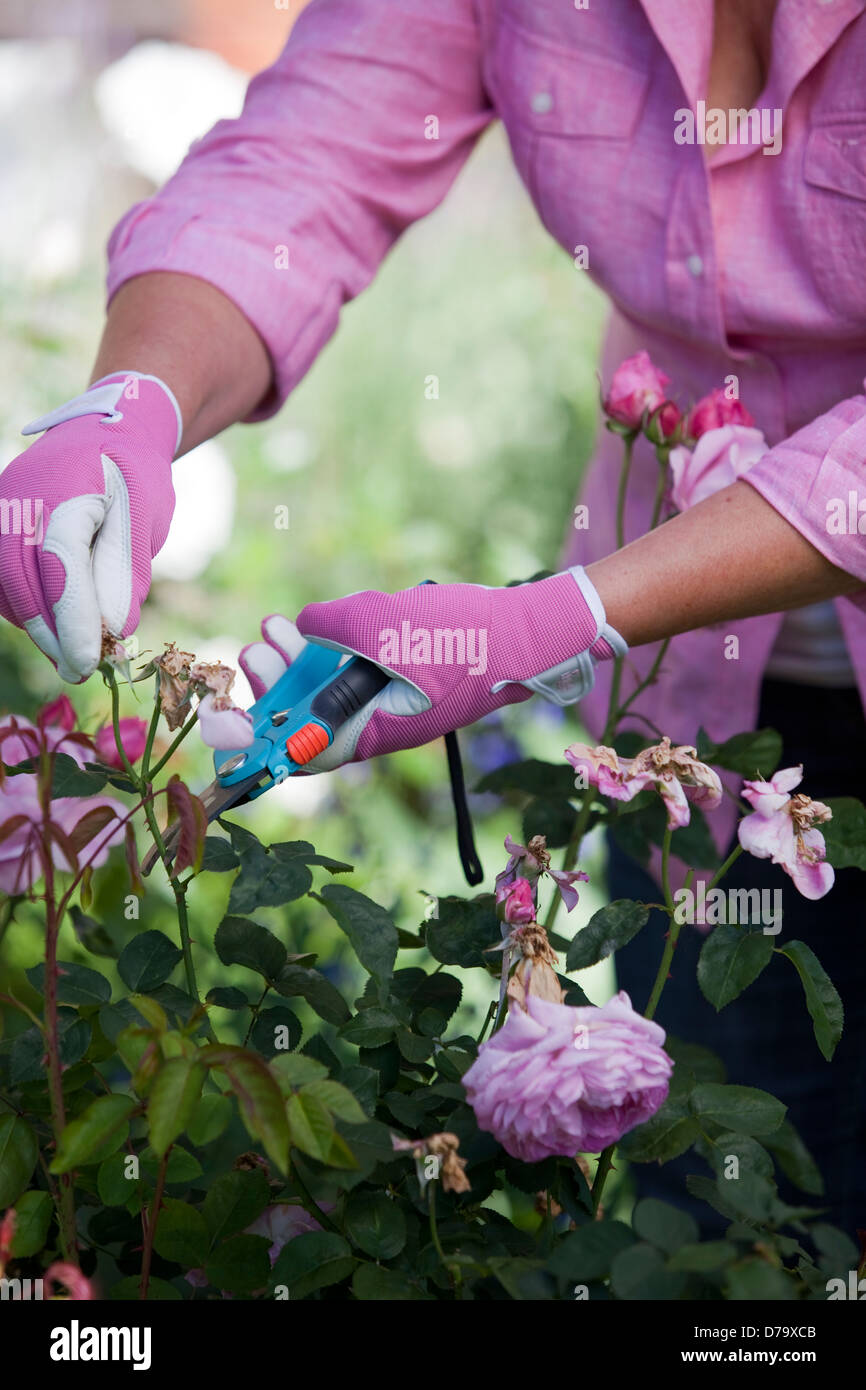 Deadheading flowers hires stock photography and images Alamy