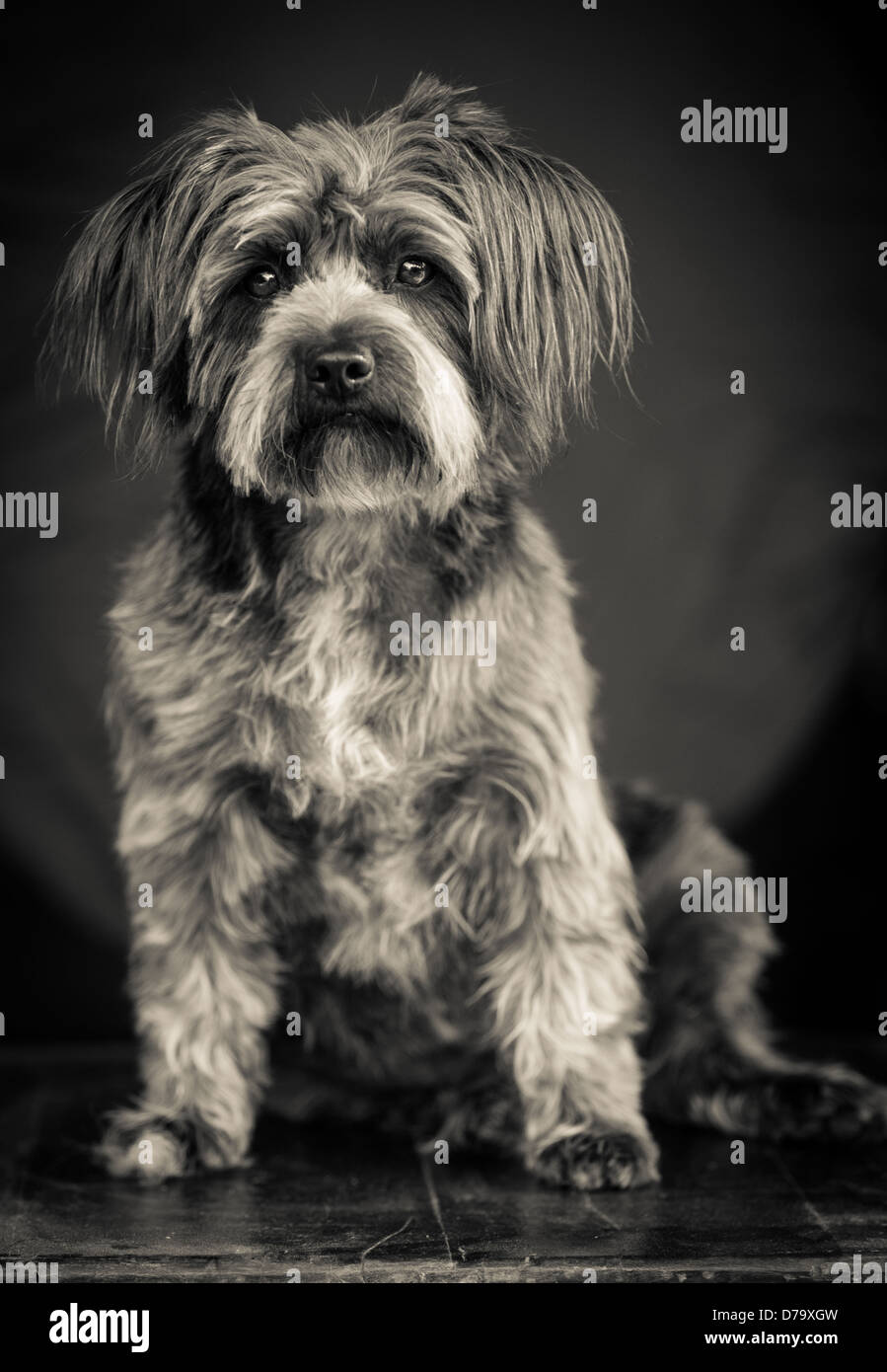 Rescue Dog from the East Valley Shelter in Los Angeles Stock Photo