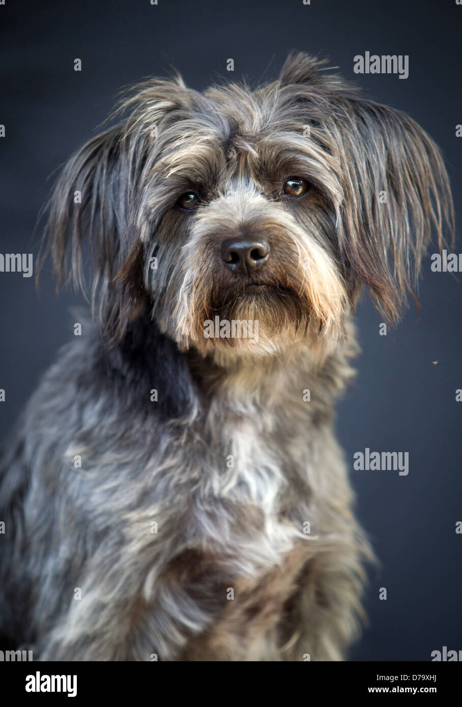 Rescue Dog from the East Valley Shelter in Los Angeles Stock Photo