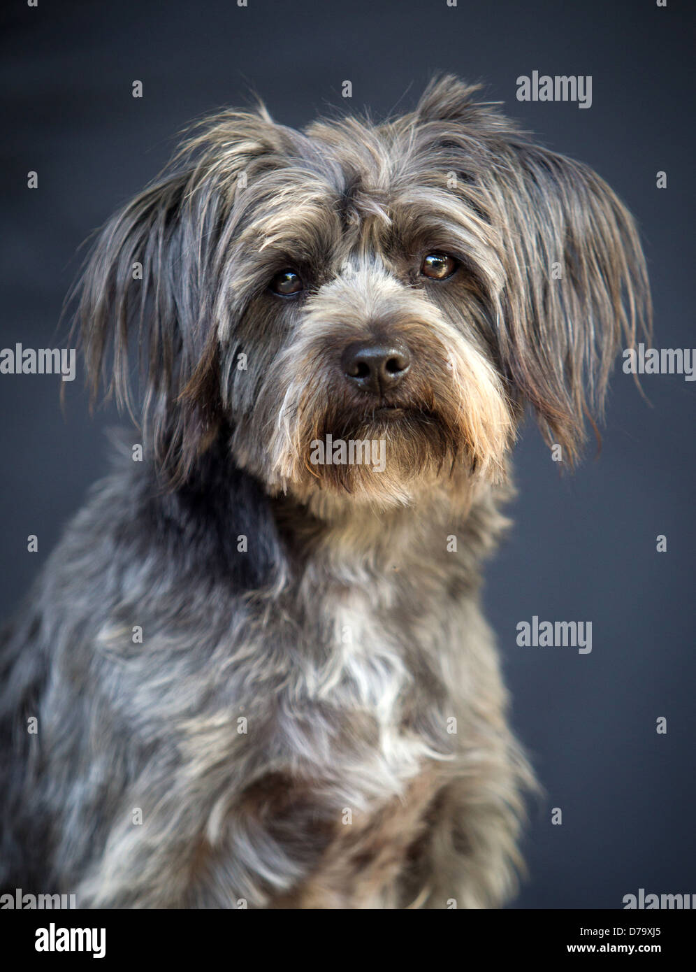 Rescue Dog from the East Valley Shelter in Los Angeles Stock Photo