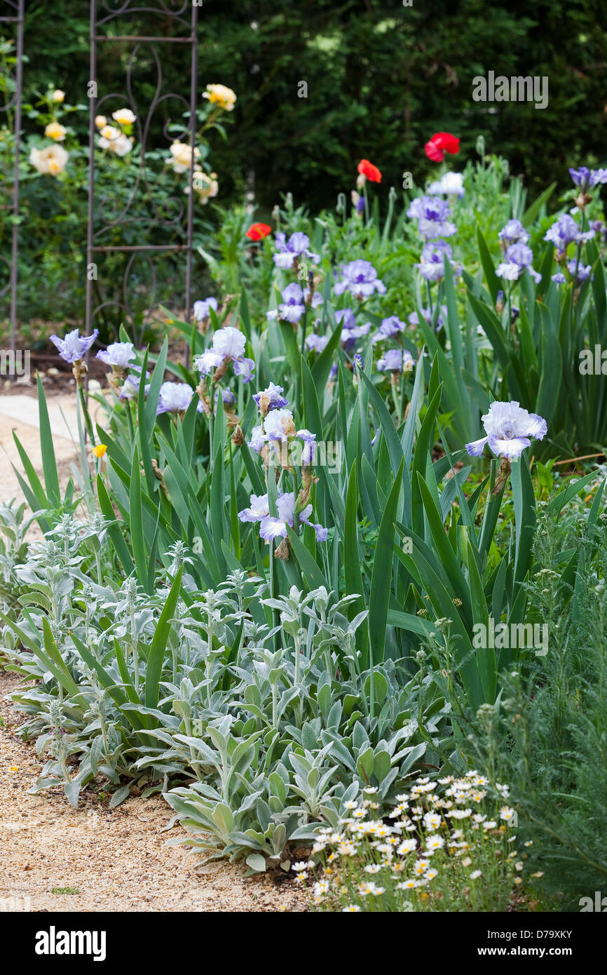 Pale blue/mauve bearded Iris flowers and lamb's ear lining a curved garden path. Stock Photo
