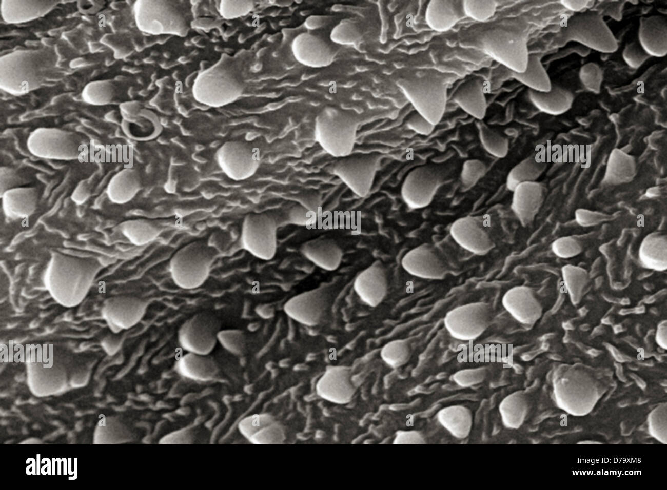 Arthropod exoskeleton hi-res stock photography and images - Alamy