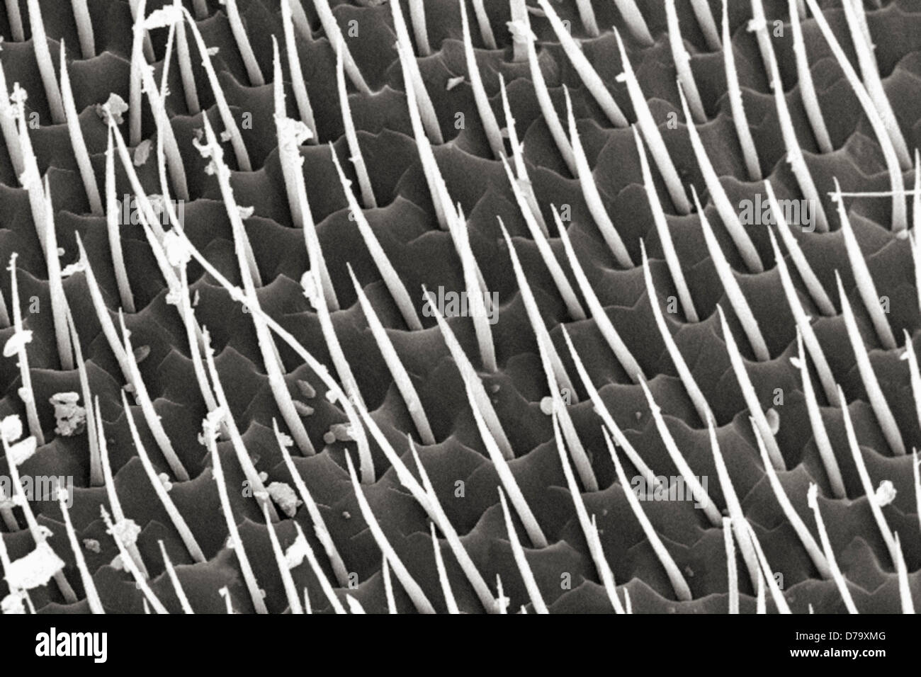 Honey Bee's Exoskeletal Surface Stock Photo Alamy