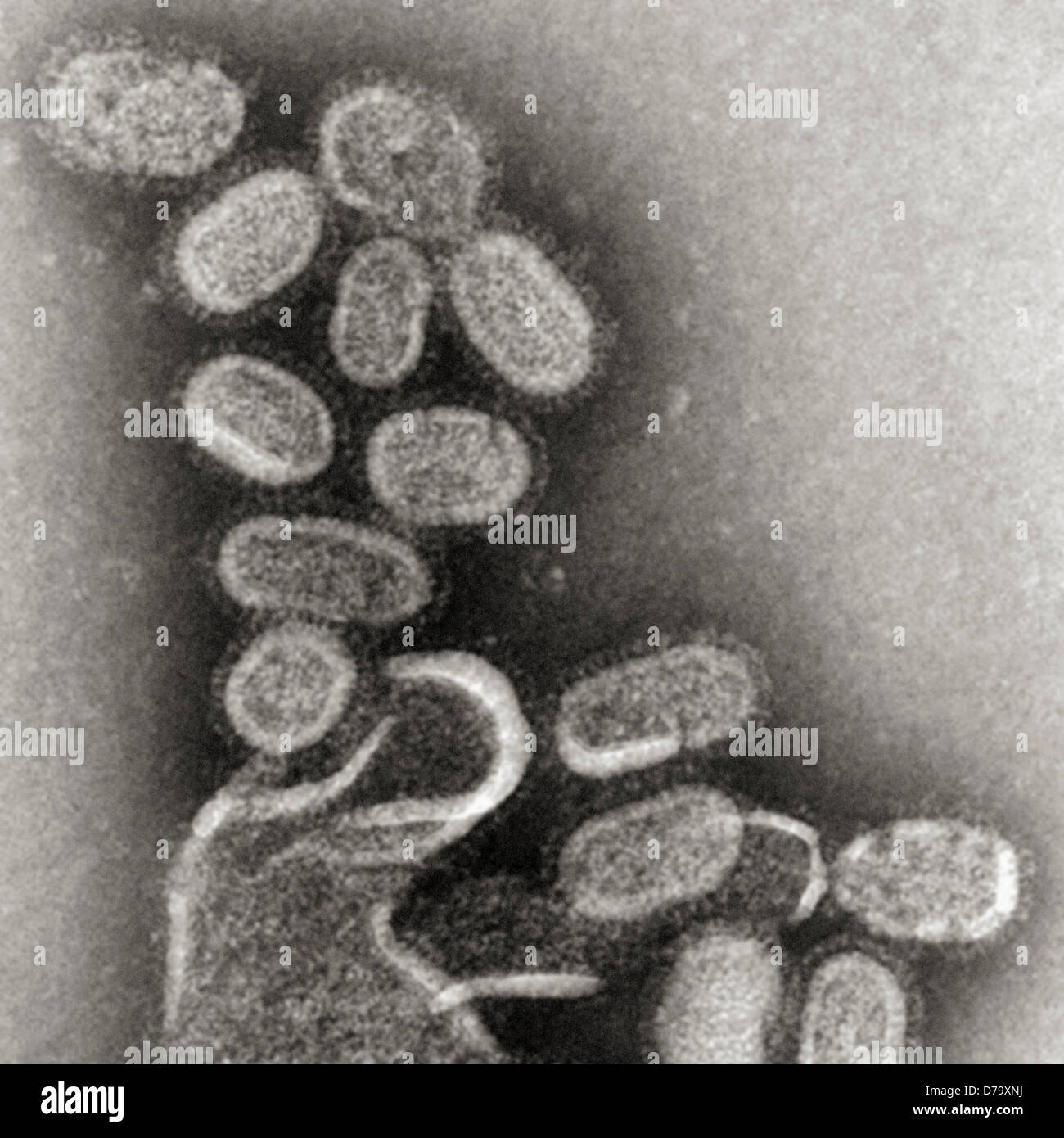 1918 Influenza Virions Stock Photo