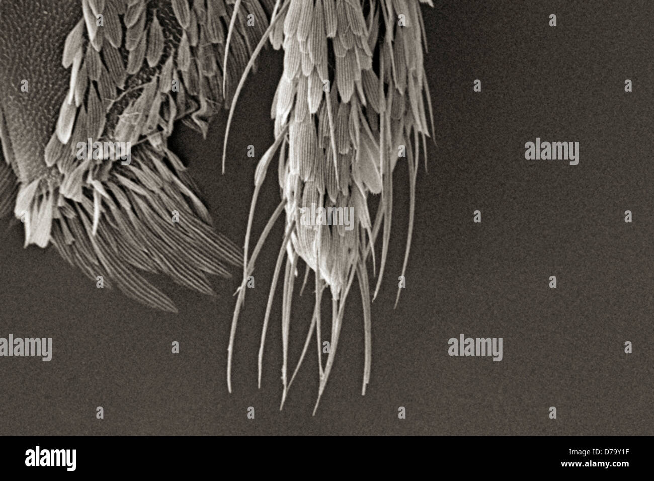 Microscopic Detail Mosquito's Palps Stock Photo