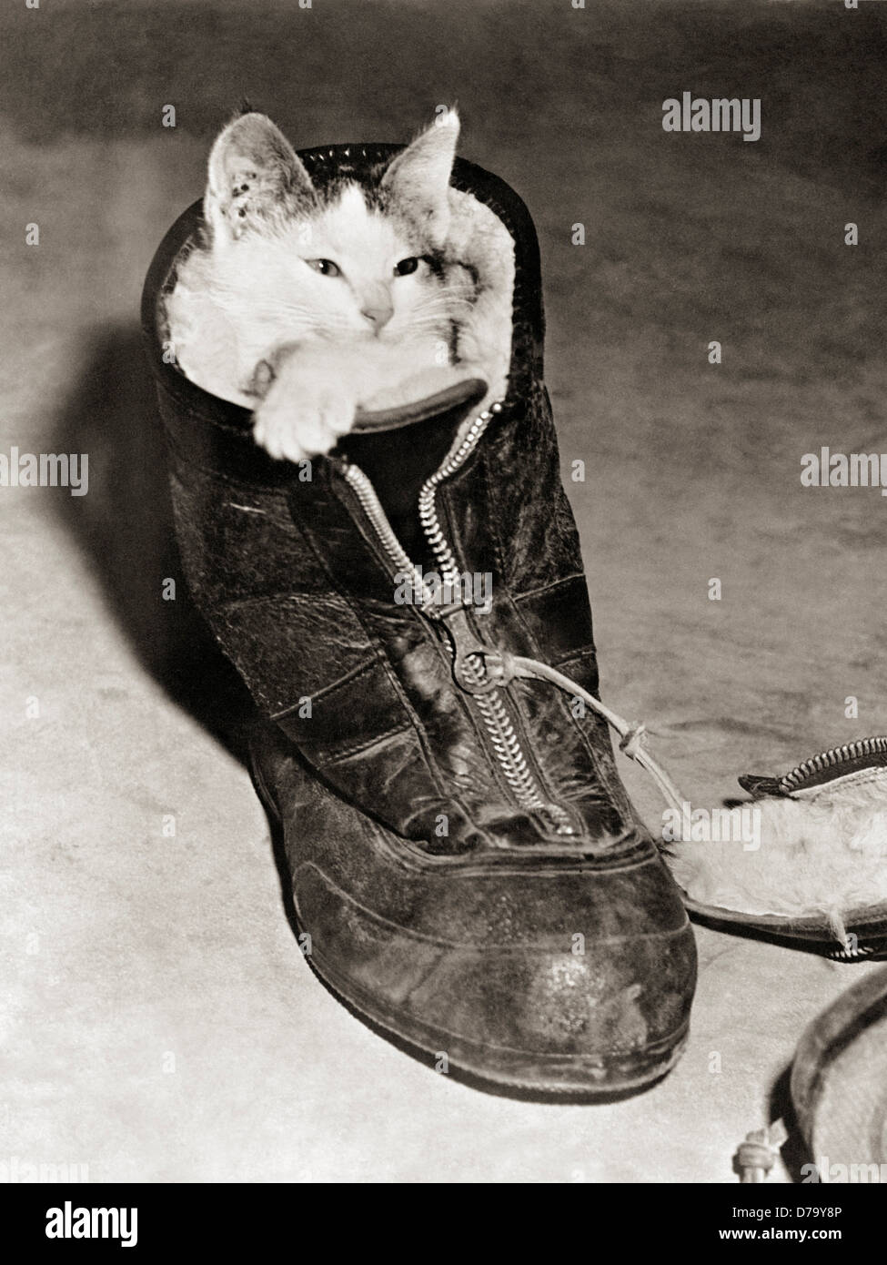 Kitten in Shoe Stock Photo Alamy