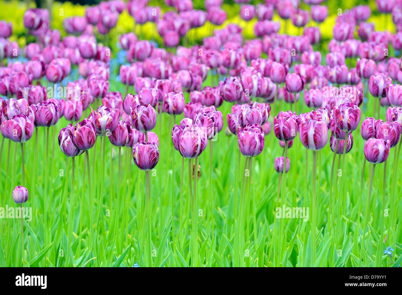 Tulips on field in spring time Stock Photo - Alamy