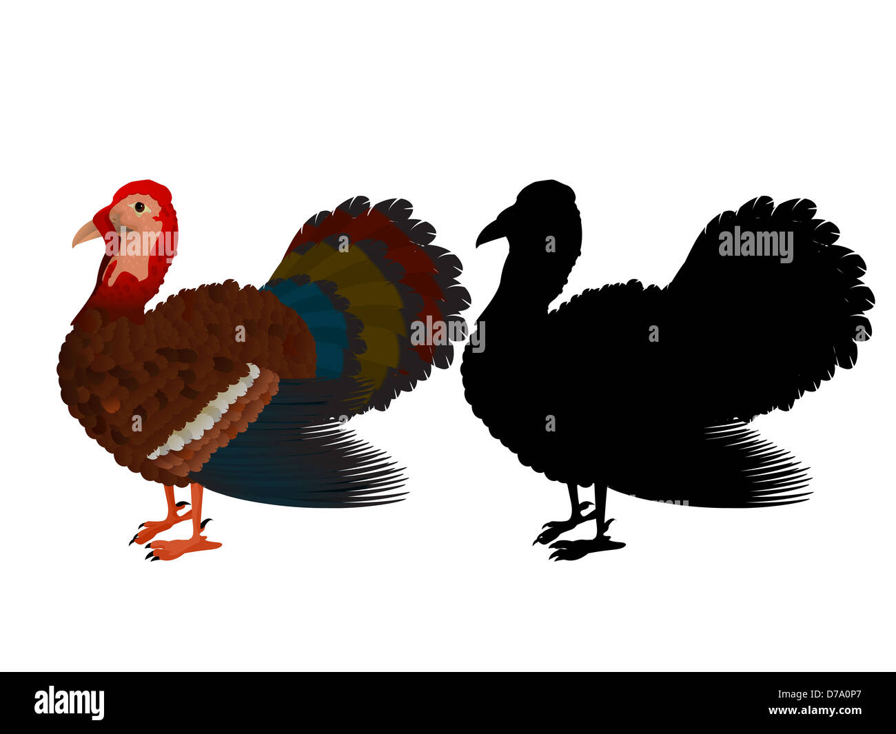 Traditional turkey icon and silhouette for Thanksgiving Day design. Isolated objects on white background. Stock Photo