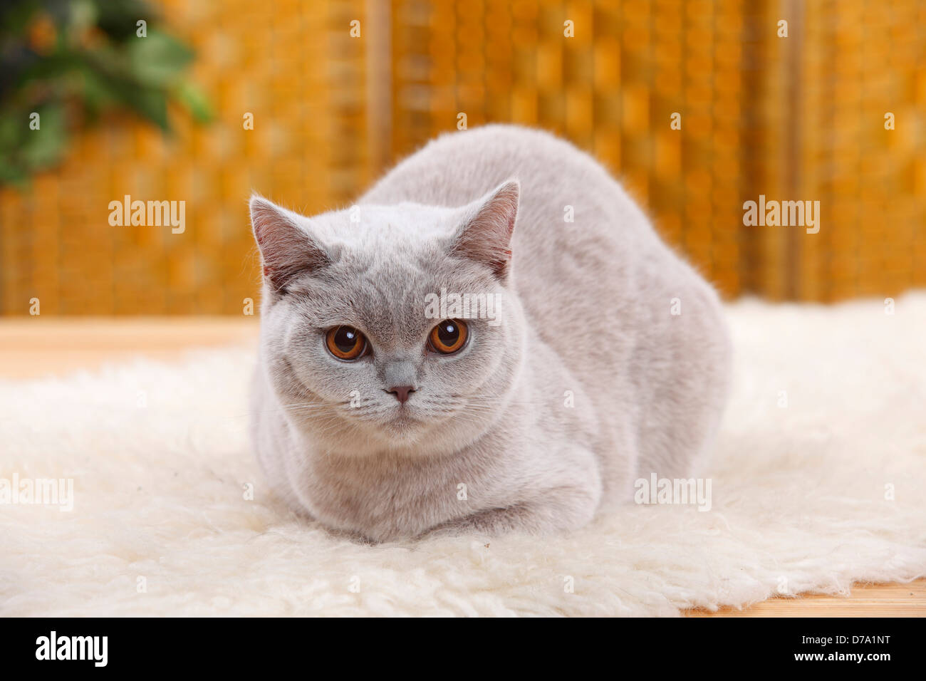 British Shorthair Cat, lilac |Britisch Kurzhaar, lilac / BKH Stock Photo