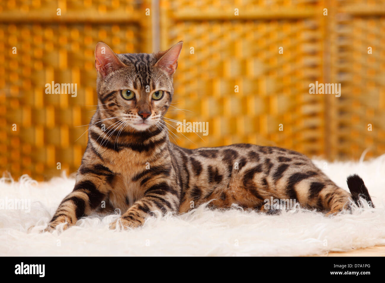 Bengal Cat |Bengalkatze Stock Photo - Alamy
