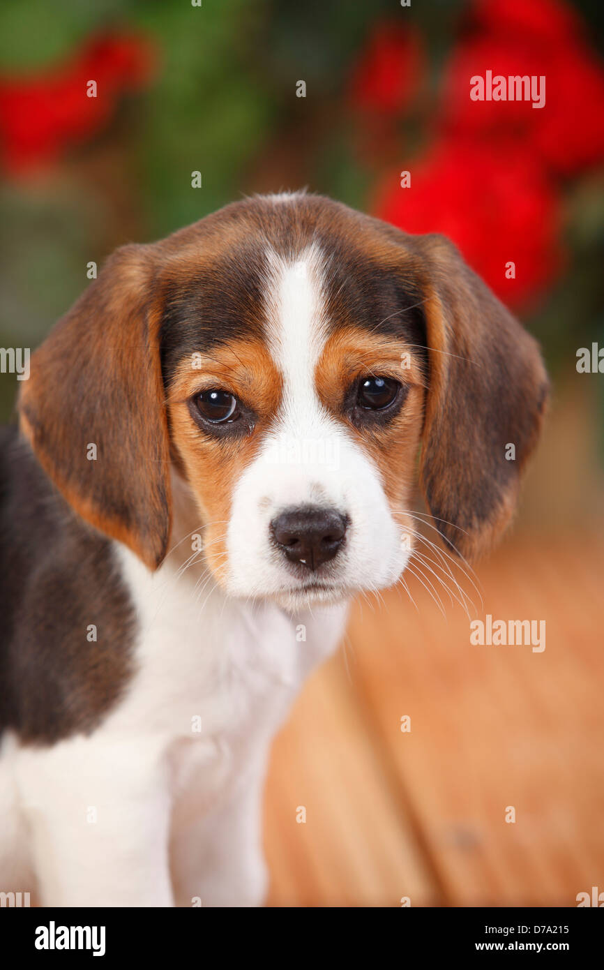 Beagle, puppy, 9 weeks |Beagle, Welpe, 9 Wochen Stock Photo