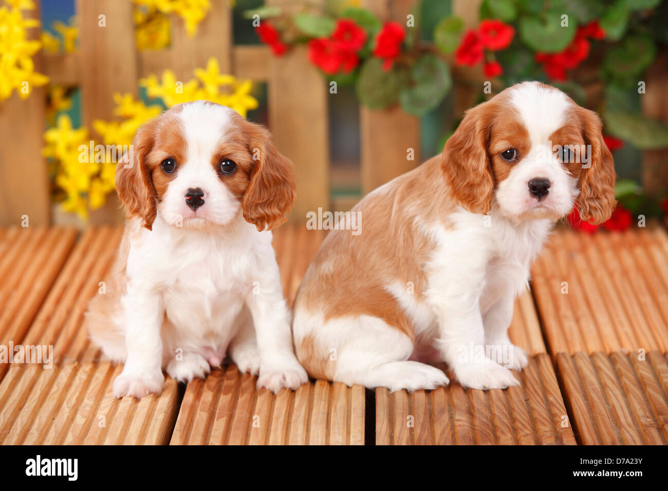 Cavalier King Charles Spaniel, puppies, blenheim, 6 weeks Cavalier King Charles Spaniel, Welpen