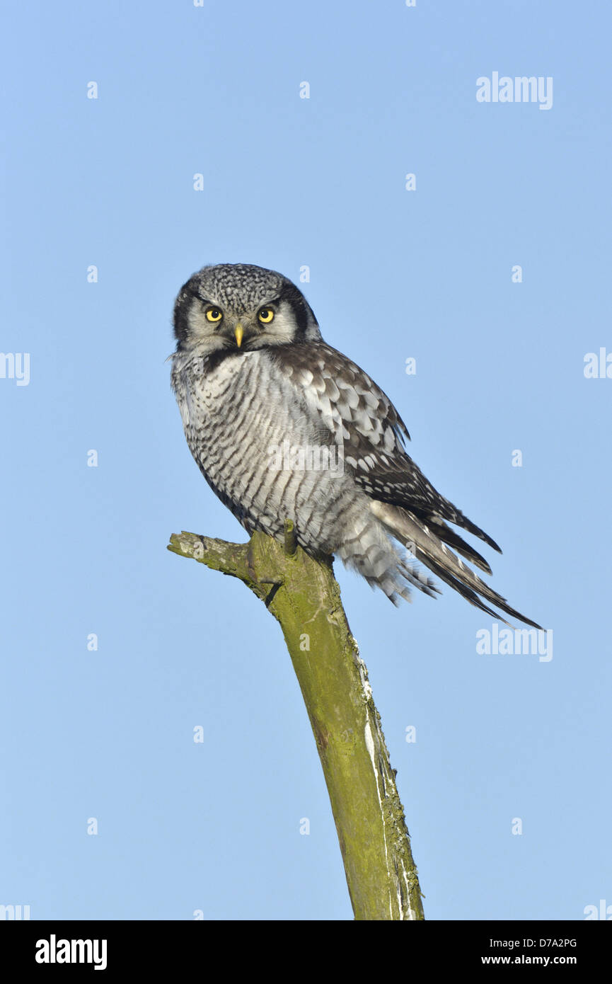 Hawk Owl - Surnia ulula Stock Photo