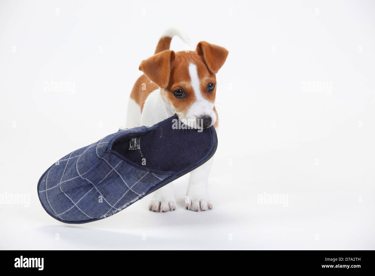 Jack Russell Terrier, puppy, 9 weeks / slipper |Jack-Russell-Terrier, Welpe, 9 Wochen, Huendin / Pantoffel Stock Photo