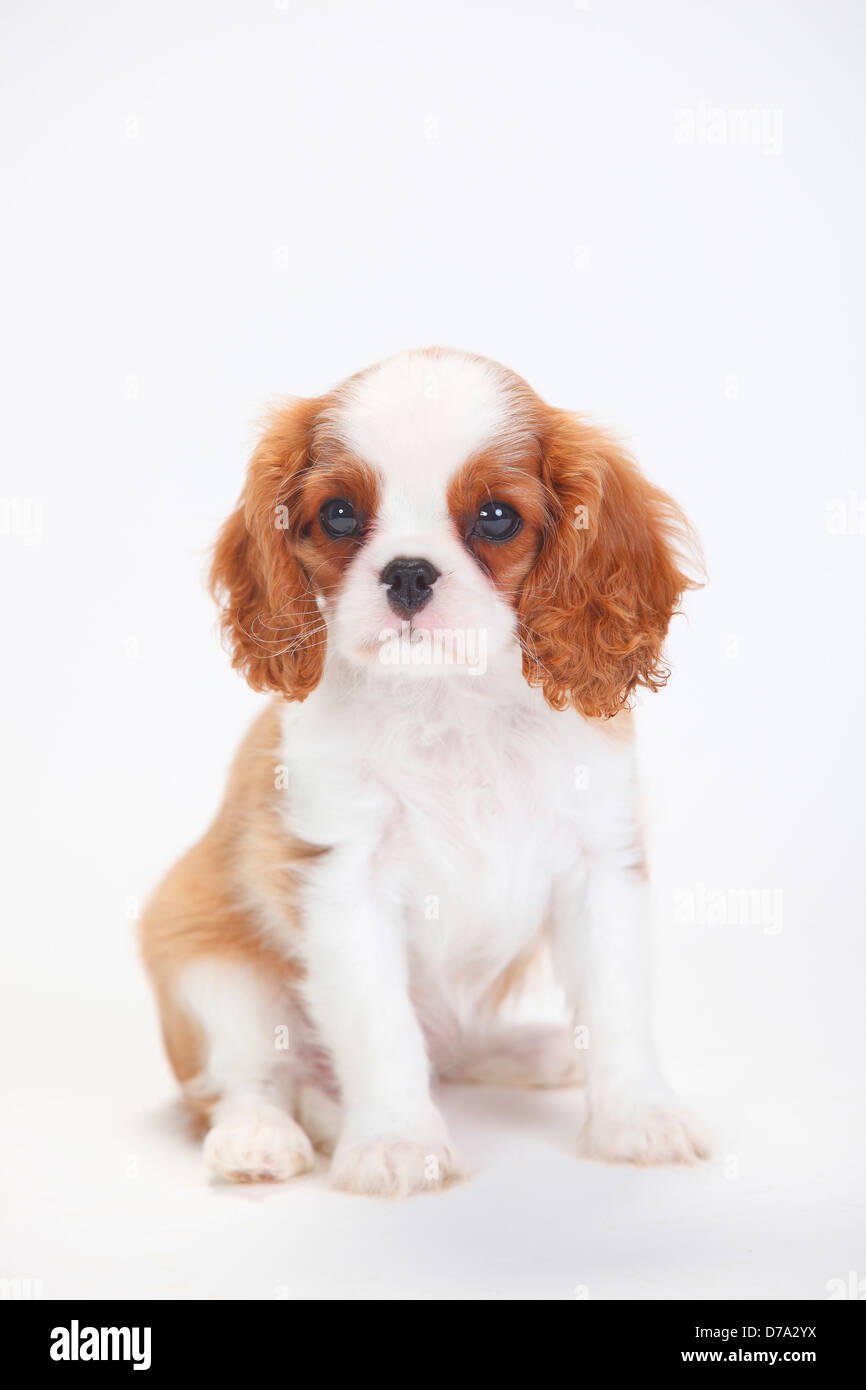Cavalier King Charles Spaniel, puppy, blenheim Cavalier King Charles