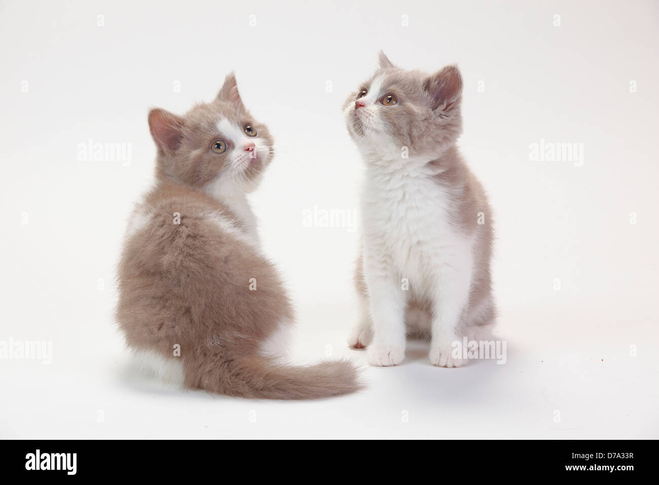 British Longhair Cats, kittens, fawn-white, 9 weeks / Highlander, Lowlander, Britanica Stock Photo