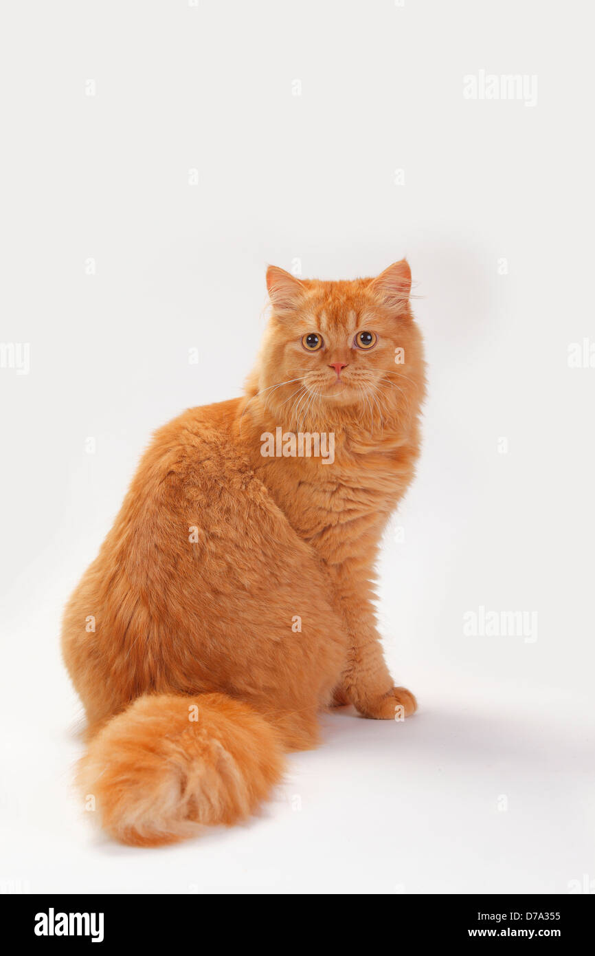 British ginger best sale cat