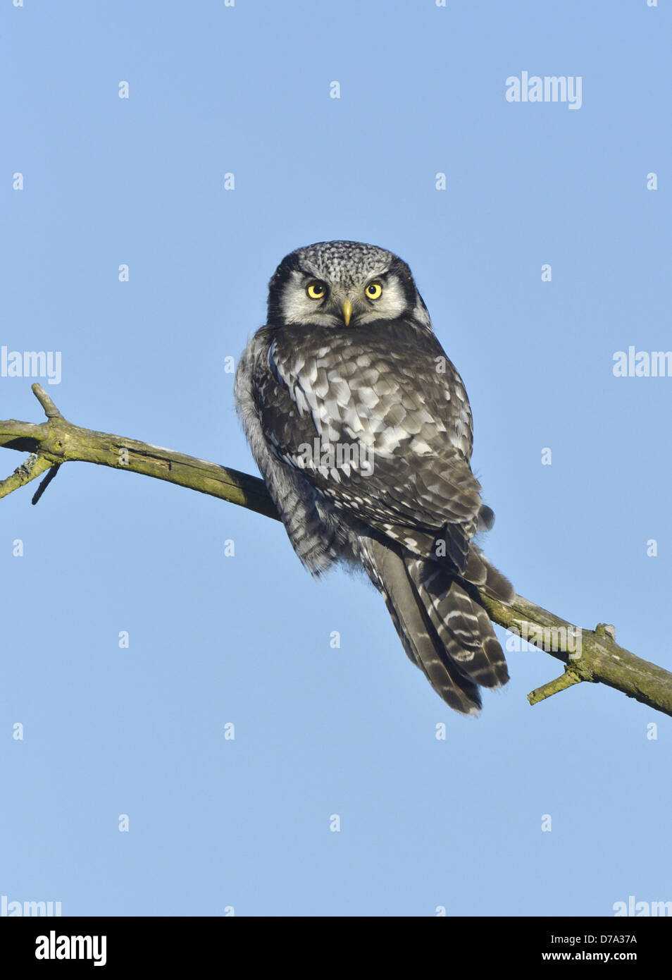 Hawk Owl - Surnia ulula Stock Photo