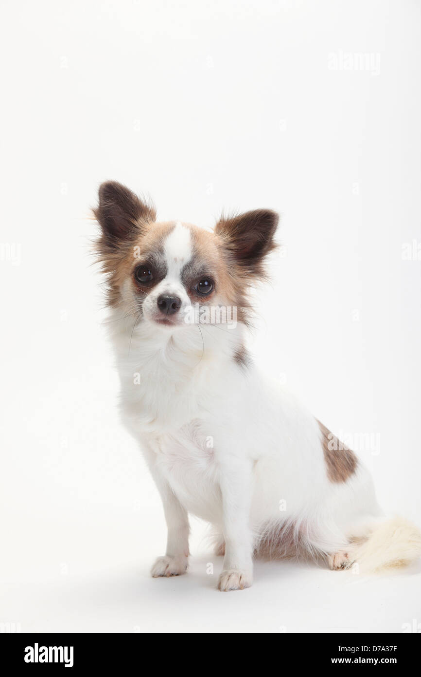 Chihuahua Longhaired White Fawnsable Chihuahua Langhaarig