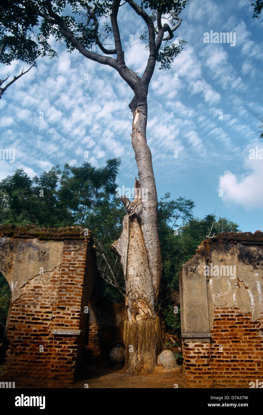 Ouidah Benin Sacred Forest of Kpasse Ancient Iroko Tree Stock Photo Alamy