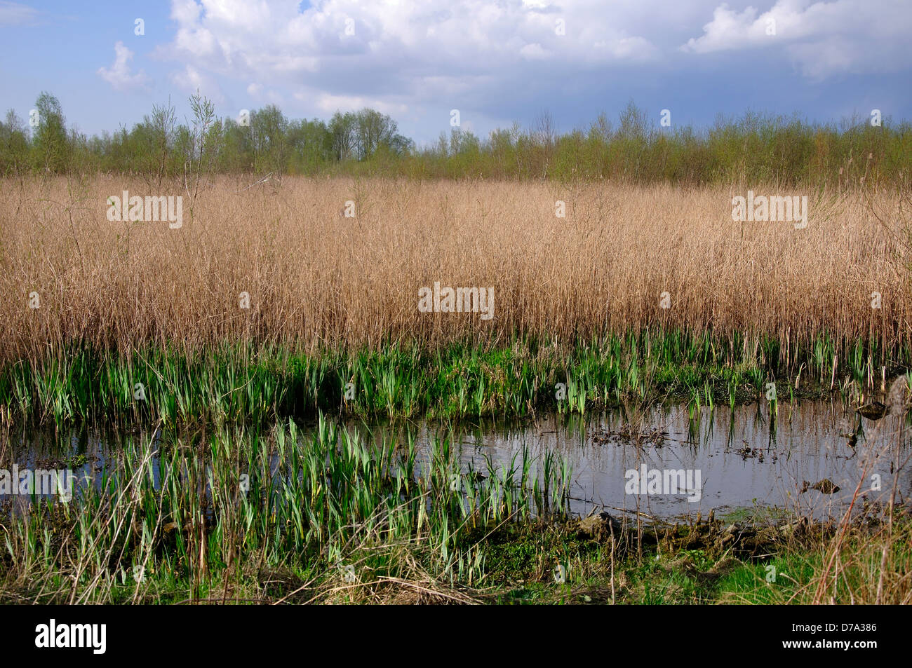 A view of the reedbed at Waterhay in the Cotswold water park Stock Photo
