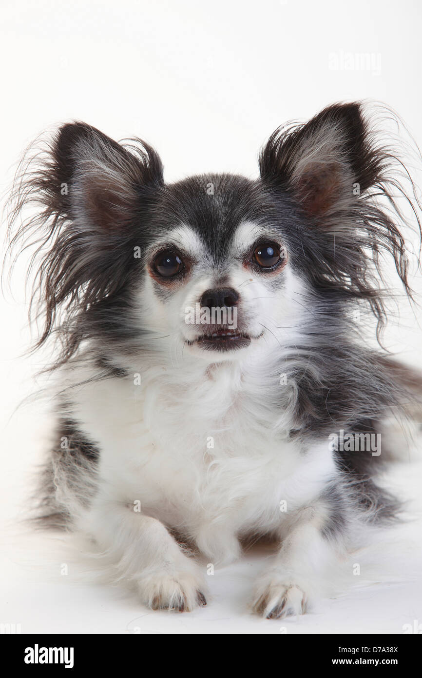 Gray long shop haired chihuahua