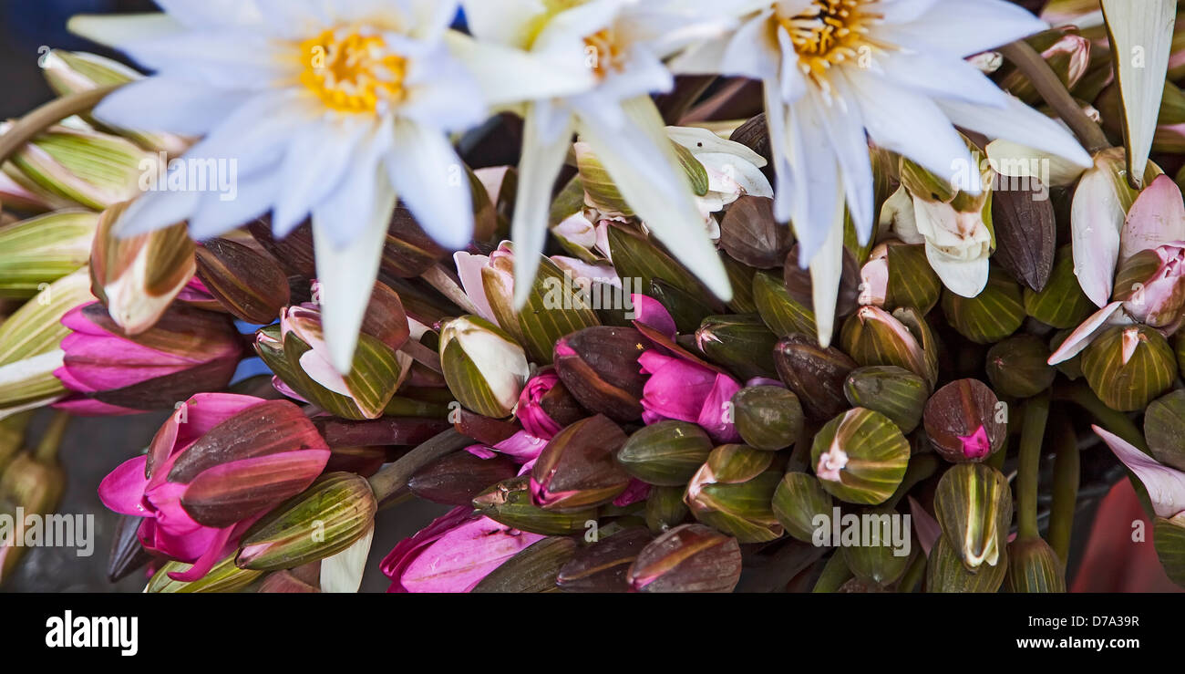 Myanmar. Flower Market Stock Photo Alamy